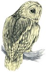 g-owl.jpg