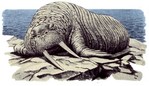 g-walrus.jpg