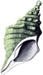 g-conch-horn.jpg