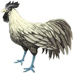 Filename=g-rooster.jpg
Filesize=52KB
Dimensions=450x453
Date added=Feb 25, 2006 g-rooster.jpg
