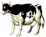 cow.jpg