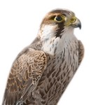 Falcon2.jpg